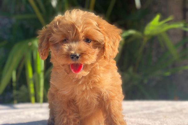 maltipoo maltipoo1.jpg