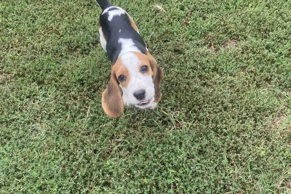 Beagle cuccioli in vendita beaglecuccioliinvendita.jpg