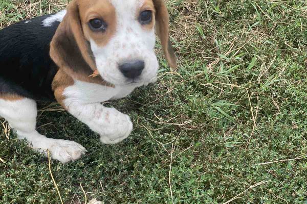 Beagle cuccioli in vendita beaglecuccioliinvendita1.jpg