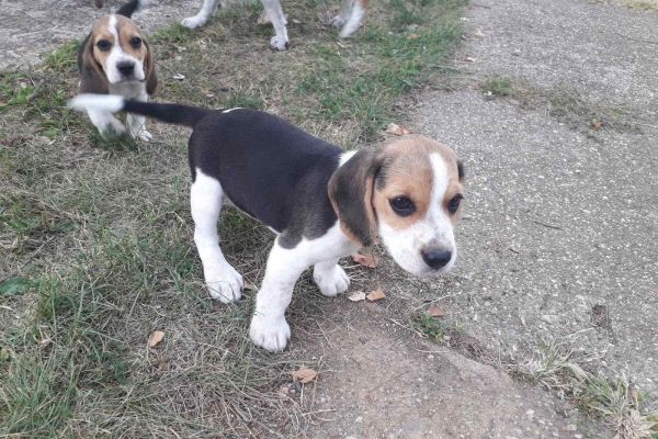 Beagle cuccioli in vendita beaglecuccioliinvendita12.jpg