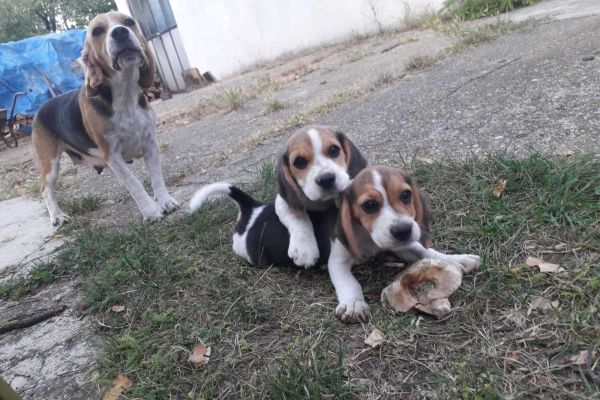 Beagle cuccioli in vendita beaglecuccioliinvendita123.jpg