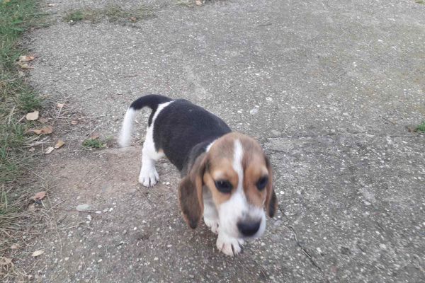 Beagle cuccioli in vendita beaglecuccioliinvendita1234.jpg