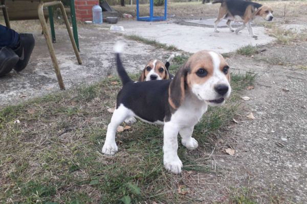 Beagle cuccioli in vendita beaglecuccioliinvendita123456.jpg