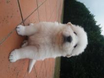 Vendo bellissimi cuccioli di pastore maremmano abruzzese Vendobellissimicucciolidipastoremaremmanoabruzzese.jpg