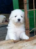 Vendo bellissimi cuccioli di pastore maremmano abruzzese Vendobellissimicucciolidipastoremaremmanoabruzzese123.jpg