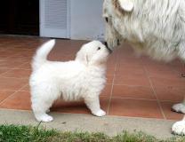 Vendo bellissimi cuccioli di pastore maremmano abruzzese Vendobellissimicucciolidipastoremaremmanoabruzzese12345.jpg