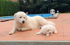 Vendo bellissimi cuccioli di pastore maremmano abruzzese Vendobellissimicucciolidipastoremaremmanoabruzzese123456.jpg