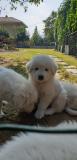 Vendo bellissimi cuccioli di pastore maremmano abruzzese Vendobellissimicucciolidipastoremaremmanoabruzzese1234567.jpg