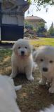 Vendo bellissimi cuccioli di pastore maremmano abruzzese Vendobellissimicucciolidipastoremaremmanoabruzzese12345678.jpg