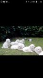 Vendo bellissimi cuccioli di pastore maremmano abruzzese Vendobellissimicucciolidipastoremaremmanoabruzzese123456789.jpg