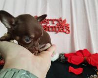 Chihuahua femmina pelo corto cioccolato focato toy occhi chiari Chihuahuafemminapelocortocioccolatofocatotoyocchichiari12.jpg