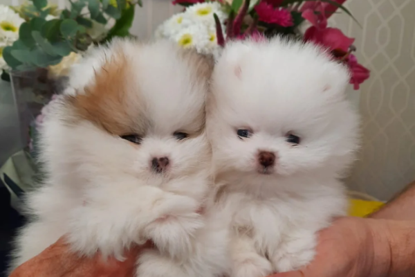 Spitz Pomerania Cuccioli Pronti spitzpomeraniacucciolipronti.png
