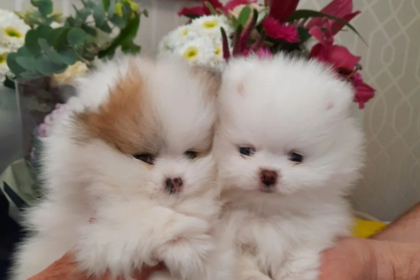 Spitz Pomerania Cuccioli Pronti spitzpomeraniacucciolipronti1.png