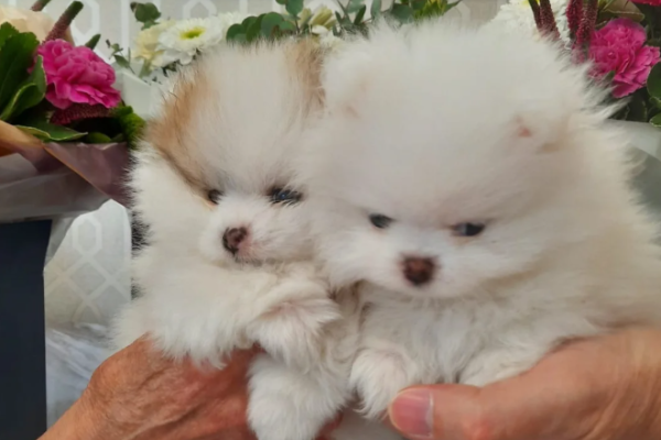 Spitz Pomerania Cuccioli Pronti spitzpomeraniacucciolipronti12.png