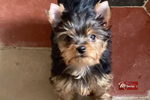 Cuccioli disponibili - Yorkshire Terrier cucciolidisponibiliyorkshirete-6437cfc47dd83.jpeg