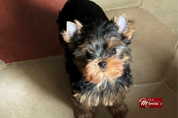 Cuccioli disponibili - Yorkshire Terrier cucciolidisponibiliyorkshirete-6437d07557a8b.jpeg