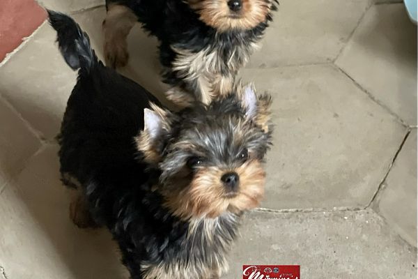 Cuccioli disponibili - Yorkshire Terrier cucciolidisponibiliyorkshirete-6437d07601d87.jpeg