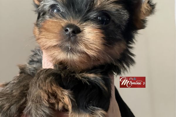 Cuccioli disponibili - Yorkshire Terrier cucciolidisponibiliyorkshirete-6437d0891166b.jpeg