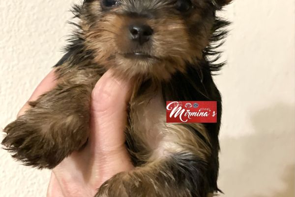 Cuccioli disponibili - Yorkshire Terrier cucciolidisponibiliyorkshirete12.jpeg