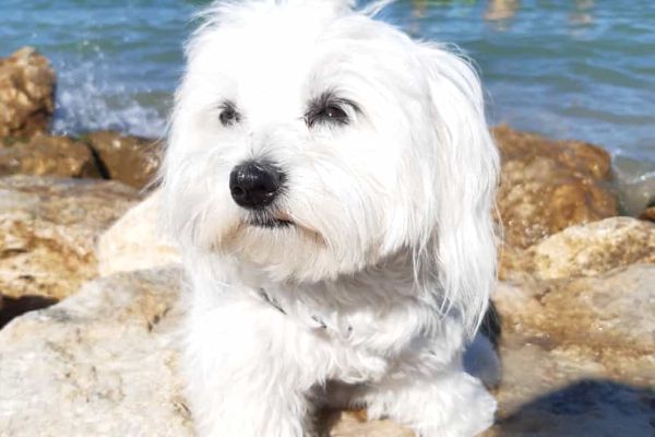 Cuccioli di Maltese cucciolidimaltese.jpg