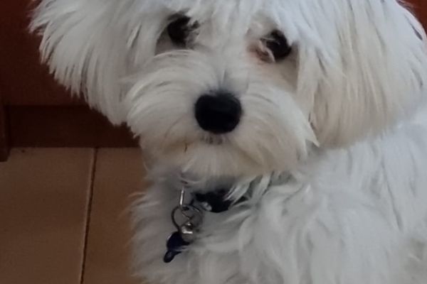 Cuccioli di Maltese cucciolidimaltese1.jpg