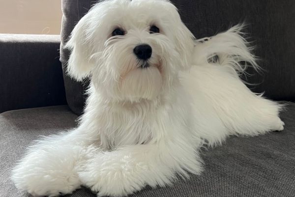 Cuccioli di Maltese cucciolidimaltese123.jpg