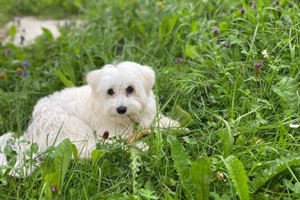 Cuccioli di Maltese cucciolidimaltese1234.jpg