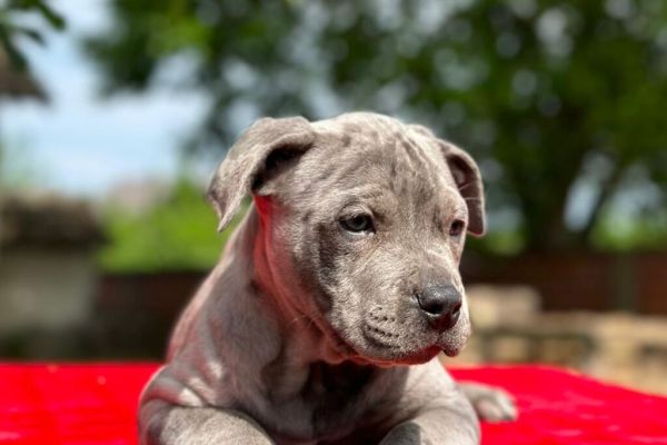 Pit Bull Terrier americano cuccioli pitbullterrieramericanocucciol123456789.jpeg