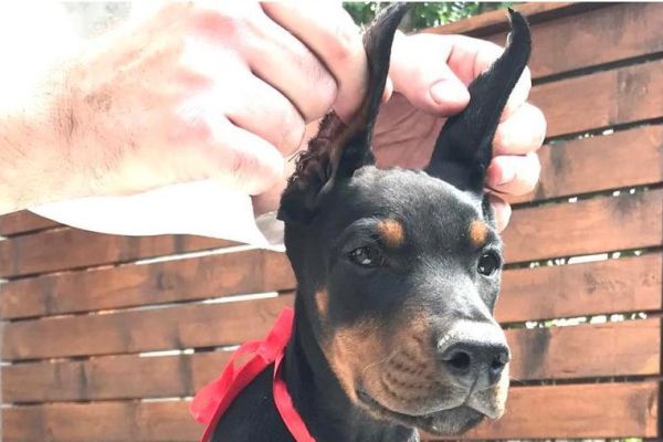 Doberman cuccioli dobermancuccioli.jpg