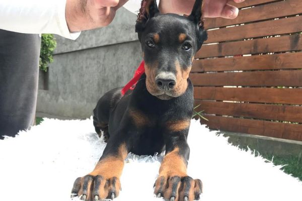 Doberman cuccioli dobermancuccioli1.jpg