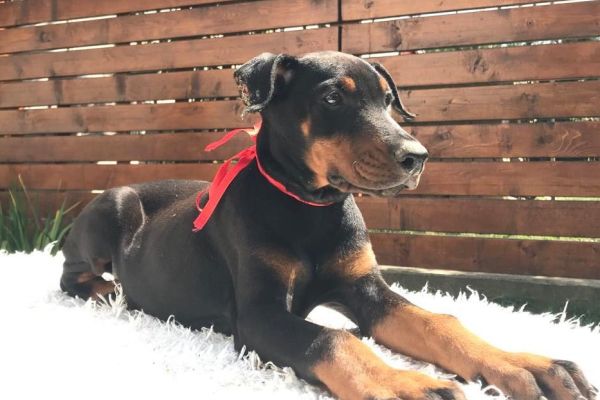Doberman cuccioli dobermancuccioli123.jpg