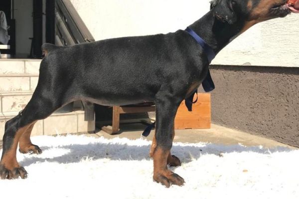 Doberman cuccioli dobermancuccioli12345.jpg