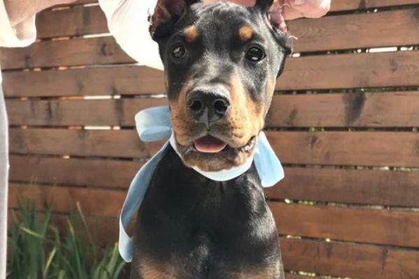 Doberman cuccioli dobermancuccioli123456.jpg
