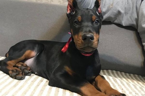 Doberman cuccioli dobermancuccioli1234567.jpg
