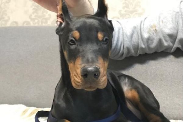 Doberman cuccioli dobermancuccioli12345678.jpg