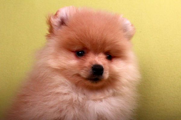 Spitz Pomerania cuccioli spitzpomeraniacuccioli-64b65e1d4195e.jpg