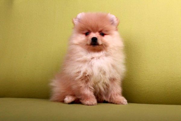 Spitz Pomerania cuccioli spitzpomeraniacuccioli-64b65e1d68087.jpg