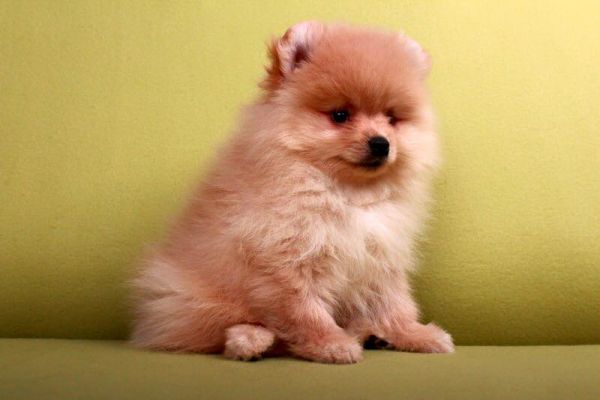 Spitz Pomerania cuccioli spitzpomeraniacuccioli-64b65e1d96d3d.jpg