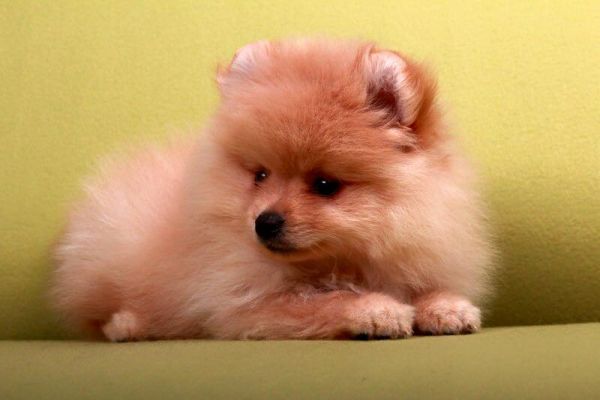 Spitz Pomerania cuccioli spitzpomeraniacuccioli-64b65e1dc71ea.jpg