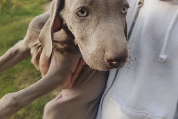 Cuccioli di weimaraner subito disponibili cucciolidiweimaranersubitodisp.jpg