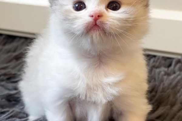 Meravigliosi cuccioli di ragdoll meravigliosicucciolidiragdoll1.jpg