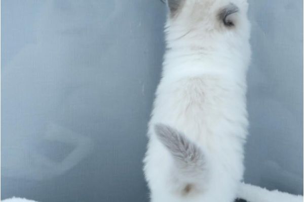 Meravigliosi cuccioli di ragdoll meravigliosicucciolidiragdoll12.jpg