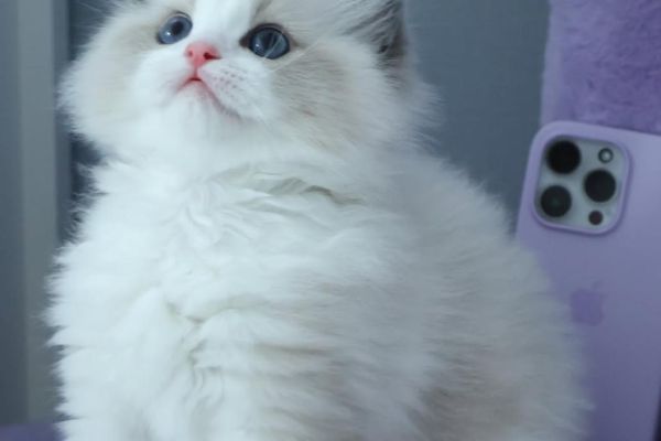 Meravigliosi cuccioli di ragdoll meravigliosicucciolidiragdoll1234.jpg