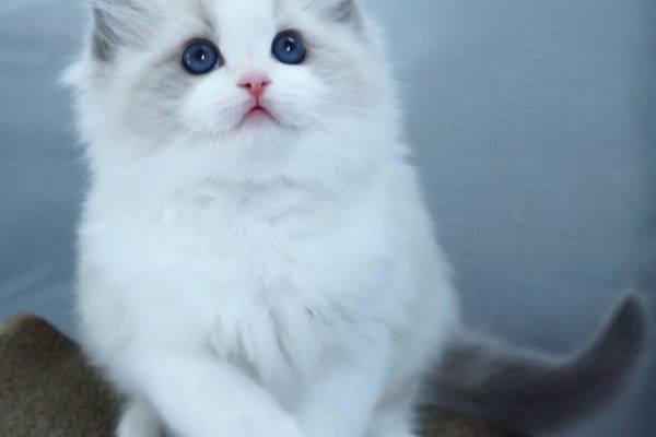 Meravigliosi cuccioli di ragdoll meravigliosicucciolidiragdoll12345.jpg