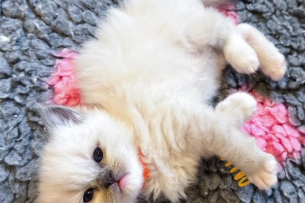 Meravigliosi cuccioli di ragdoll meravigliosicucciolidiragdoll1234567.jpg
