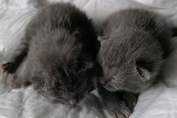 Gattini Bengal gattinibengal12.jpeg