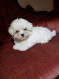 CUCCIOLI DI CANE RAZZA MALTESE CUCCIOLIDICANERAZZAMALTESE1.jpg