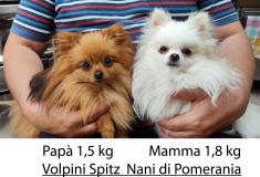 Volpino Spitz Nano di Pomerania VolpinoSpitzNanodiPomerania-628e0c1ace9f2.jpg