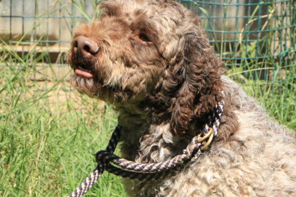 Lagotto romagnolo - maschio adulto 2 lagottoromagnolomaschioadulto2123.jpg