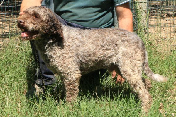 Lagotto romagnolo - maschio adulto 2 lagottoromagnolomaschioadulto212345.jpg